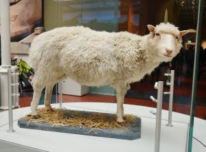 Овца Долли официально представлена как первый клонированный млекопитающий