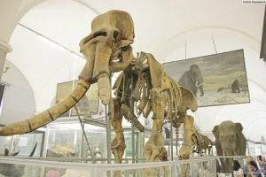 В Санкт-Петербурге основан Зоологический музей