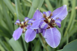 Выборы жертвы Перуну