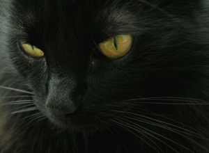 День защиты черных котов