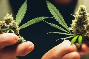 Международный день конопли