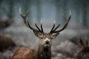 День наивного оленя