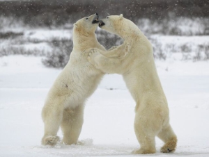 Международный день полярного медведя