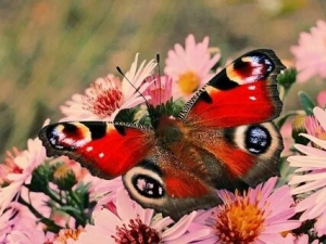 Всемирный день бабочки