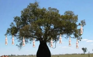 День покупки спиртоносного дерева