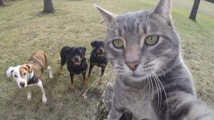 День селфи с котом