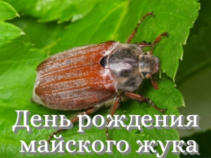 День рождения майского жука