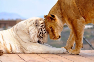 День всеобщего взаимонимания