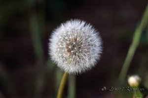 День пушистого одуванчика