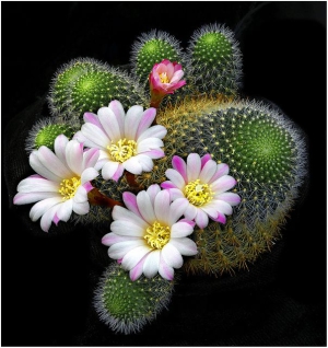 День цветущего кактуса