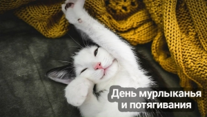 День мурлыкания и потягивания