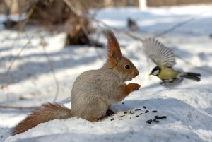 День угощения птиц и белок