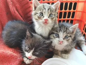 День подброшенных котят