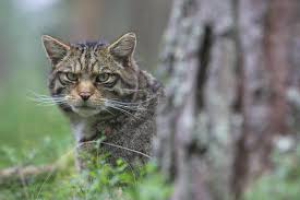 Национальный день диких кошек