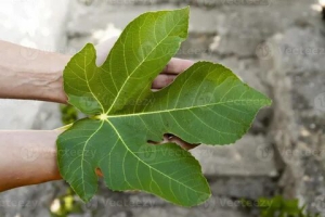 День фигового листа