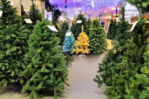 День раздумий, какую купить ёлку