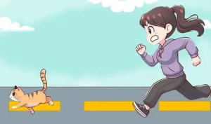 День без погони за котом