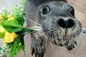 День морского котика