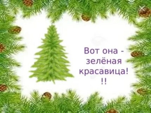 День любования вечнозеленой елкой