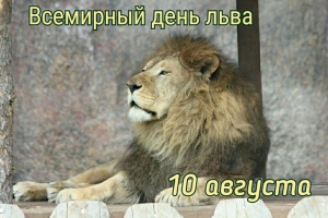 Всемирный день льва