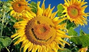 День подсолнуха (Россия)