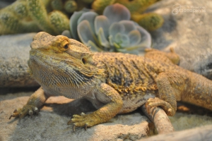 Всемирный день ящерицы (Международный)