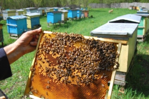 Иаков Заведеев