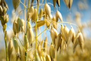 Евсей - Овсы отсей