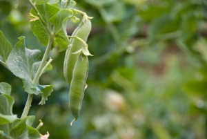 Иов Горошник