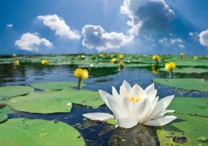 Епифанов день, Рябиновка