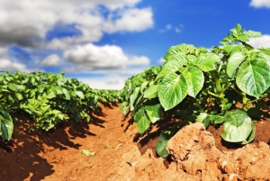 Евдокия Свистунья