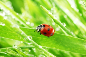 Иван - Медвяные росы