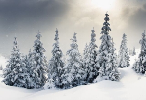 Зосима-пчельник, Феклистов день