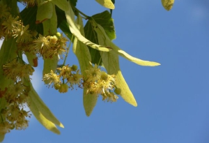 Ульянов день