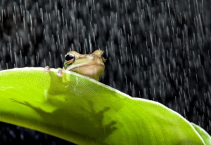 Евсеев день