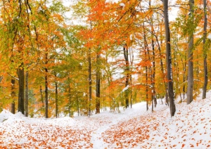 Михаил Соломенный