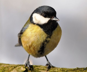 Агафий – полухлебник