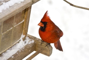 Иванов день