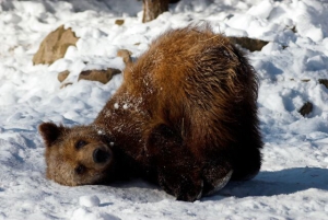 Евтропиев день